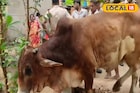 বীরভূমে রুদ্ধশ্বাস অভিযান! দমকল-গ্রামবাসীর যৌথ প্রচেষ্টায় নতুন জীবন পেল অবলা প্রাণী