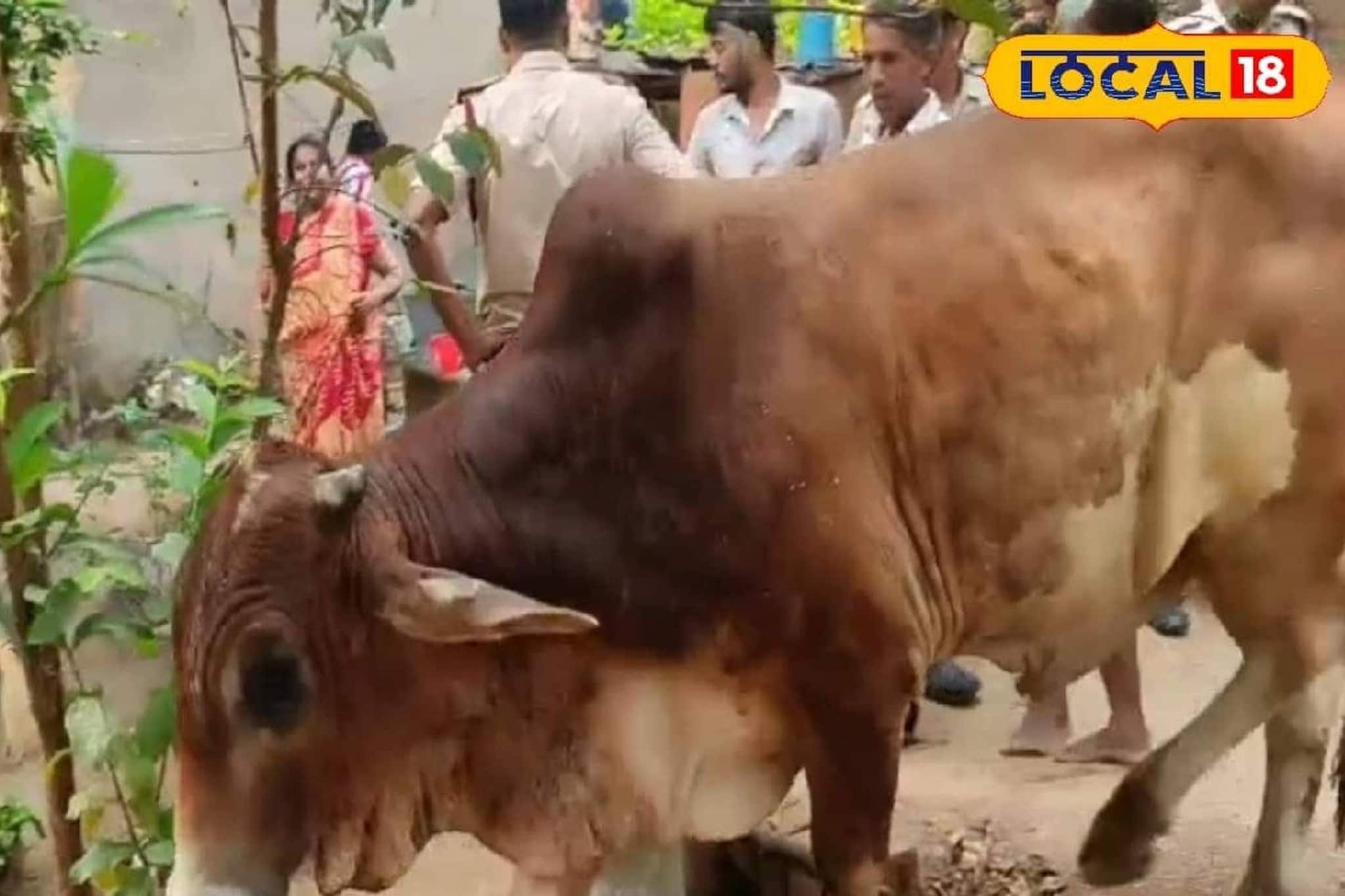 Birbhum News: বীরভূমে রুদ্ধশ্বাস অভিযান! দমকল-গ্রামবাসীর যৌথ প্রচেষ্টায় নতুন জীবন পেল অবলা প্রাণী, আধ ঘণ্টার টানটান অ্যাকশনে মিলল সাফল্য