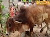 বীরভূমে রুদ্ধশ্বাস অভিযান! দমকল-গ্রামবাসীর যৌথ প্রচেষ্টায় নতুন জীবন পেল অবলা প্রাণী
