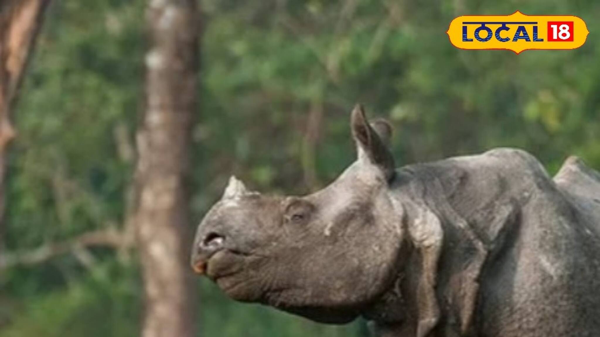 জলদাপাড়ায় মিলল আহত গণ্ডারের খোঁজ, কীভাবে লাগল প্রাপ্তবয়স্কের পায়ে চোট?