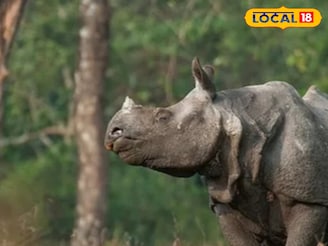 জলদাপাড়ায় মিলল আহত গণ্ডারের খোঁজ, কীভাবে লাগল প্রাপ্তবয়স্কের পায়ে চোট?