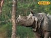 জলদাপাড়ায় মিলল আহত গণ্ডারের খোঁজ, কীভাবে লাগল প্রাপ্তবয়স্কের পায়ে চোট?