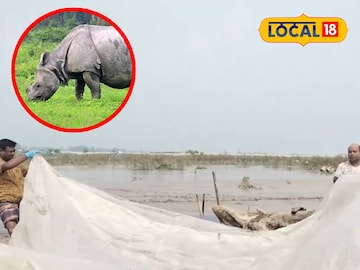 গণ্ডারের মৃতদেহ উদ্ধার | বক্সে প্রতীকী ছবি
