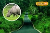 জলে ভেসে যাচ্ছে গন্ডার, হাতি! প্রাণ বাঁচাতে হাহাকার বন্যপ্রাণীদের, দেখুন ভিডিও