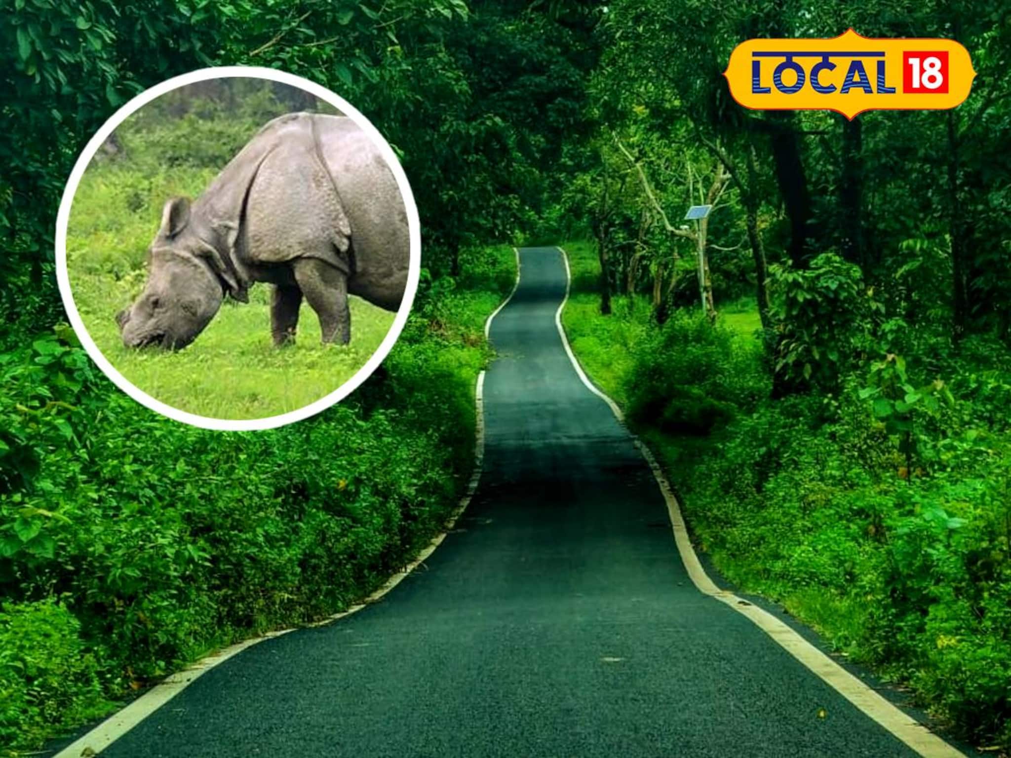 জলে ভেসে যাচ্ছে গন্ডার, হাতি! প্রাণ বাঁচাতে হাহাকার বন্যপ্রাণীদের, দেখুন ভিডিও