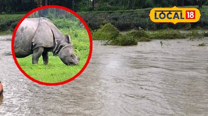 গণ্ডারের মৃত্যু। (বক্সে প্রতীকী ছবি) গণ্ডারের মৃত্যু। (বক্সে প্রতীকী ছবি)