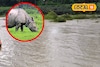 প্রাকৃতিক দুর্যোগে বিপর্যস্ত উত্তরবঙ্গ! টানা বৃষ্টির জেরে গণ্ডারের মৃত্যু