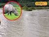 প্রাকৃতিক দুর্যোগে বিপর্যস্ত উত্তরবঙ্গ! টানা বৃষ্টির জেরে গণ্ডারের মৃত্যু