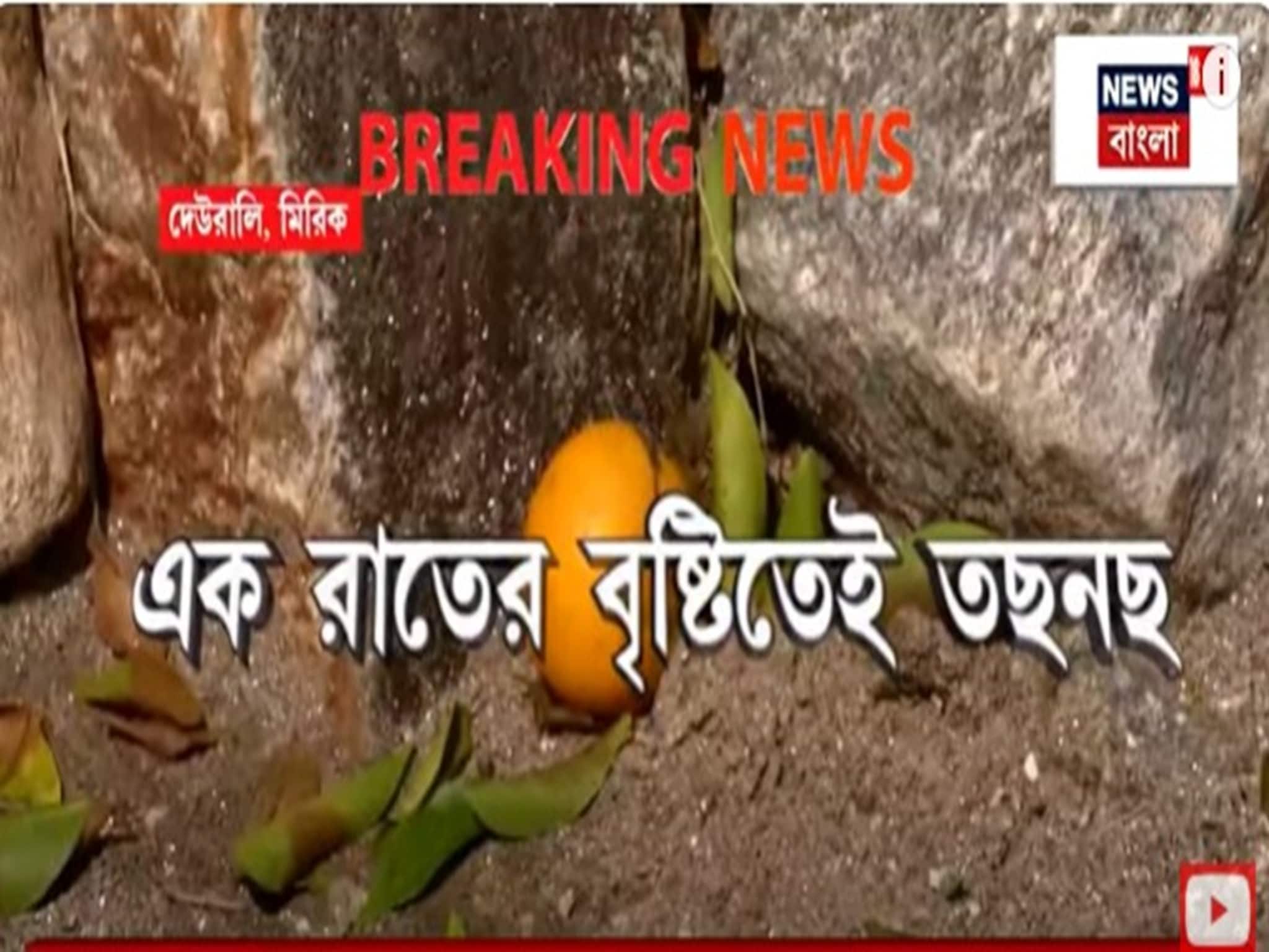 North Bengal: পাহাড় থেকে নেমে আসছে বড় বড় পাথর,তছনছ কমলালেবুর জন্য জনপ্রিয় মিরিখের দেউরালি গ্রাম