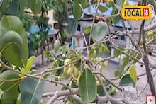White Jamun: ডায়াবেটিসের অব্যর্থ ওষুধ, থাইল্যান্ডের সাদা জাম এবার বাংলাতেই
