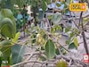 ডায়াবেটিসের অব্যর্থ ওষুধ, থাইল্যান্ডের সাদা জাম এবার বাংলাতেই