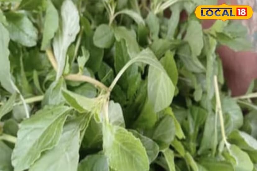 নটের ক্ষীর হোক বা সবজি, দুই স্বাস্থ্যের জন্য খুবই উপকারী। কারণ এতে প্রচুর পরিমাণে ফাইবার, প্রোটিন, ভিটামিন এবং খনিজ থাকে। এগুলো হজম ব্যবস্থা উন্নত করতে, রক্তাল্পতা কাটিয়ে উঠতে, হাড়কে শক্তিশালী করতে এবং রোগ প্রতিরোধ ক্ষমতা বাড়াতে সাহায্য করতে পারে।