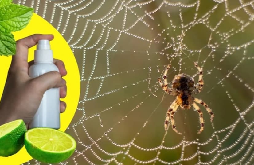 মাকড়সার জালে দারচিনি গুঁড়ো ছিটিয়ে দিলেই হল এবং এর তীব্র গন্ধ মাকড়সা তাড়িয়ে দেবে। তা আর কখনও ফিরে আসবে না। শেষ উপায় হল নিমের ব্যবহার, যা জীবাণুনাশক এবং পোকামাকড় প্রতিরোধী বৈশিষ্ট্যের জন্য সুপরিচিত। শুকনো নিমপাতা পুড়িয়ে মাকড়সা তাড়াতে ধোঁয়া দেওয়া যায়। কর্পূরও এক্ষেত্রে বেশ কাজের জিনিস। ঘরের কোণে কর্পূর রাখলে মাকড়সা দূরে থাকে। এই পদ্ধতিগুলে অনুসরণ করে যে কেউ চিরতরে মাকড়সা এবং তার জাল থেকে ঘর সাফসুতরো রাখতে পারেন।