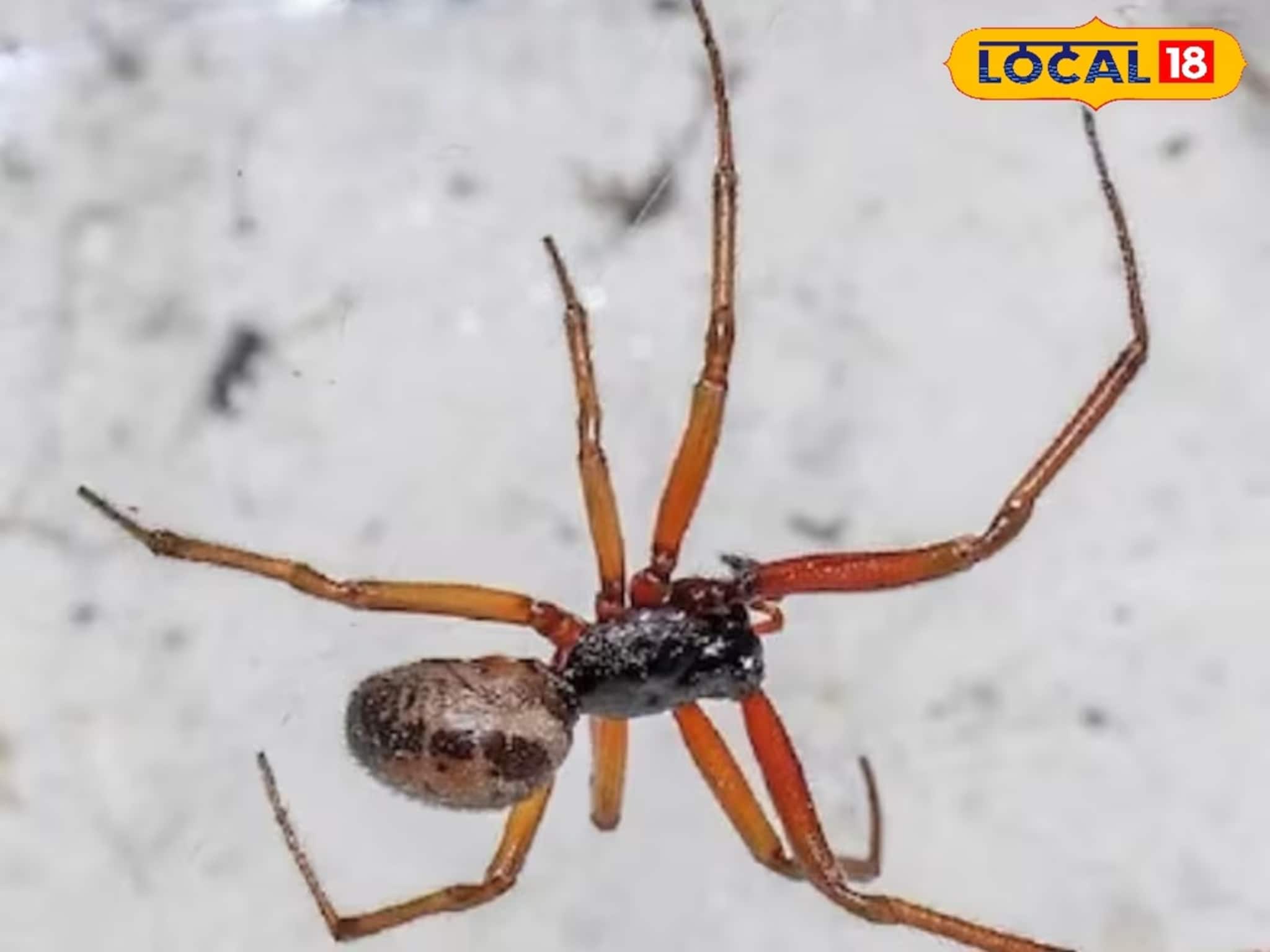 Cleaning Tips: গন্ধ সইতে না পেরে পালাবে ! দীপাবলির আগেই মাকড়সা আর তার জাল ঘর থেকে সাফ করুন এই ঘরোয়া উপায়ে