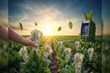 ফসল না কি এটিএম? অক্টোবরে একবার লাগান, ছ'বার টাকার বৃষ্টি হবে!