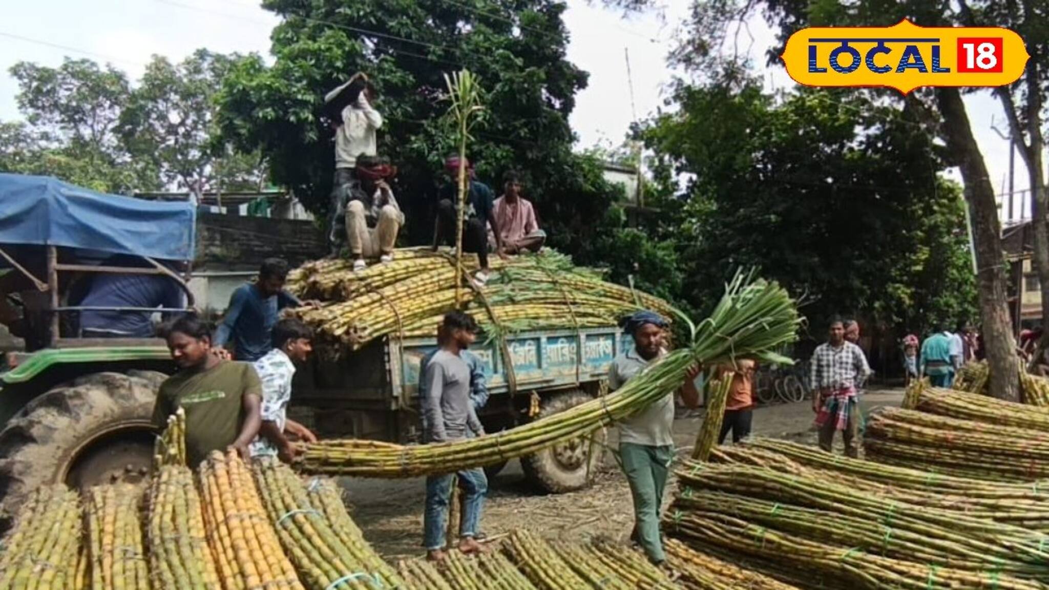 কেন আখ ছাড়া ছট পুজো অসম্পূর্ণ? এই বছর রেকর্ড চাহিদা