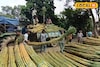 কেন আখ ছাড়া ছট পুজো অসম্পূর্ণ? এই বছর রেকর্ড চাহিদা