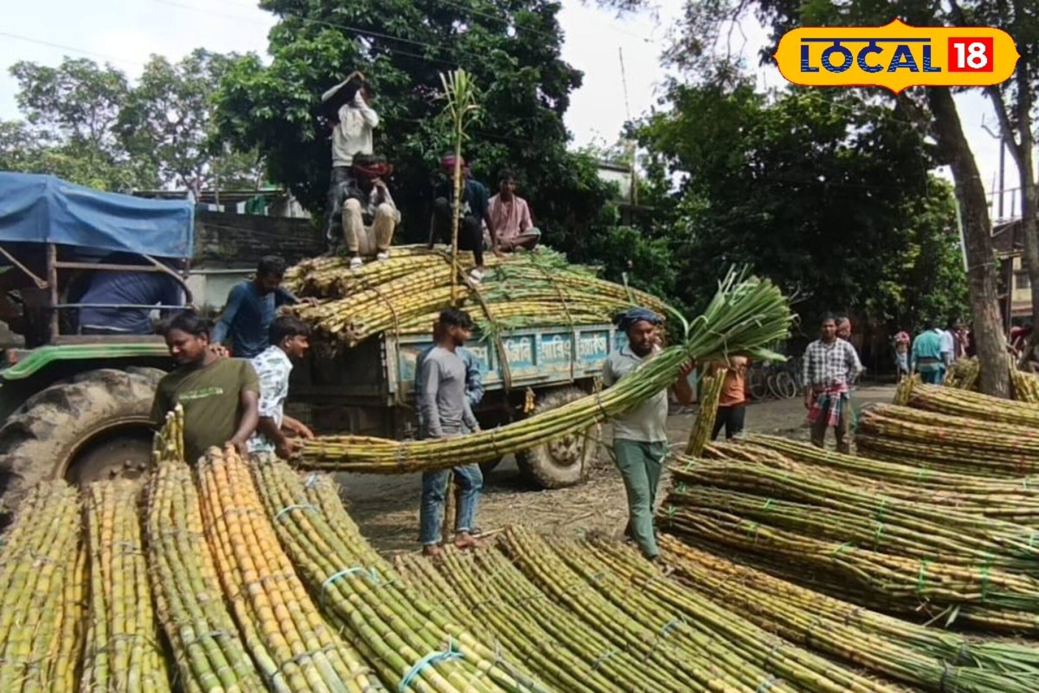 ছট পুজোয় আখের চাহিদা তুঙ্গে, বর্ধমানের আখ পাড়ি দিচ্ছে ভিন রাজ্যেও