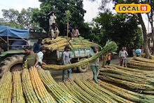 Sugarcane: কেন আখ ছাড়া ছট পুজো অসম্পূর্ণ? বর্ধমানের ফল যাচ্ছে ভিন রাজ্যেও, রেকর্ড চাহিদার জেরে দ্বি'গুণ লাভবান চাষিরা