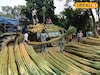কেন আখ ছাড়া ছট পুজো অসম্পূর্ণ? এই বছর রেকর্ড চাহিদা