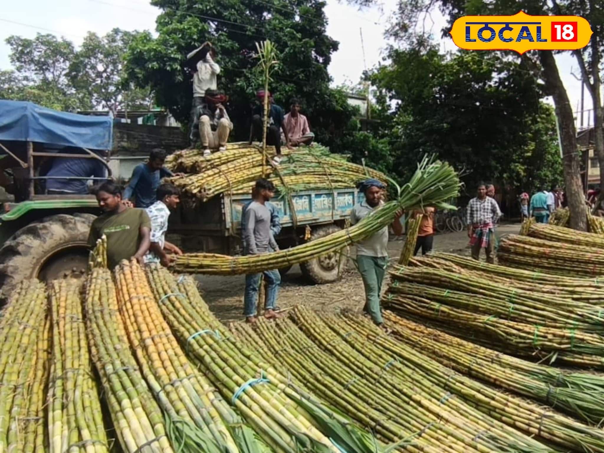 East Bardhaman News: ছট পুজোয় আখের চাহিদা তুঙ্গে, বর্ধমানের আখ পাড়ি দিচ্ছে ভিন রাজ্যেও