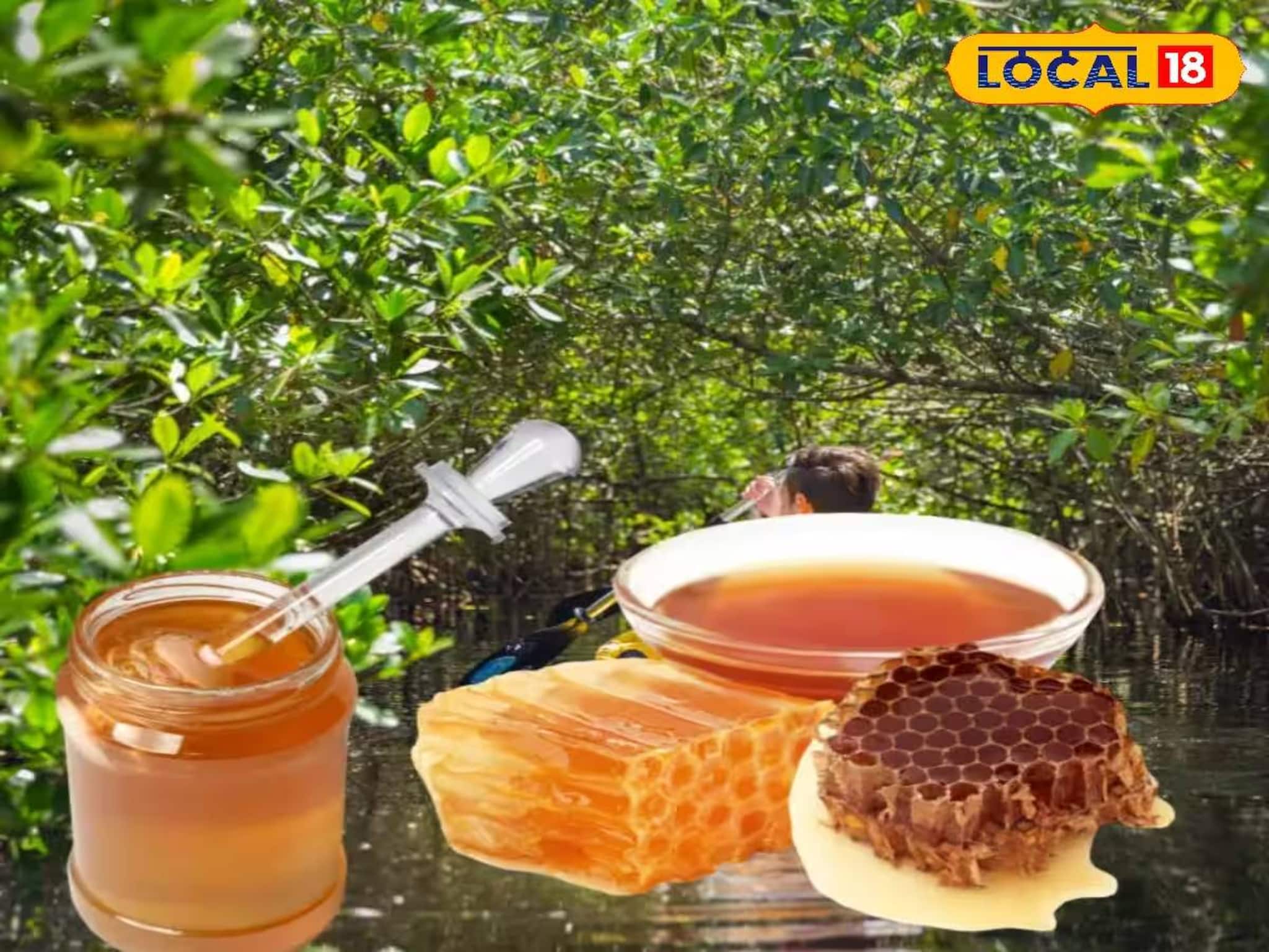 Sundarban Honey: বাংলার গর্ব...! সুন্দরবনের মহিলাদের হাতে তৈরি মধু চলল আমেরিকা! বিদেশের বাজার কাঁপাবে ‘বাহা মধু’