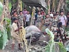 বিপর্যয়ের সময় ভেসে গিয়েছিল তারা, অবশেষে ঘরে ফিরল ১০ গন্ডার! সফল 'অপারেশন রাইনো'