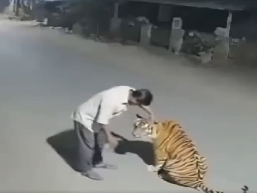 ভাইরাল ভিডিওতে দাবি করা হয়েছে যে ৫২ বছর বয়সী এক শ্রমিক, রাজু, যিনি রাতের বেলা মদ্যপান করতে করতে পেঞ্চের জঙ্গলের রাস্তায় ঘুরছিলেন৷ তিনি একটি বাঘকে একটি বড় বিড়ালের সঙ্গে গুলিয়ে ফেলেন এবং তারপর রাস্তার আলোতে দেখা যাচ্ছিল পোষ্যদের যেরকম মানুষ আদর করে আর তারাও পছন্দ করে সেই আদর খায় এই বাঘটিও সেভাবেই আদর খাচ্ছিল। ভিডিওটি এতটাই বাস্তবসম্মত বলে মনে হয়েছিল যে বেশিরভাগ লোক ভেবেছিলেন এটি পেঞ্চের জঙ্গলের সিসিটিভি রেকর্ডিং।