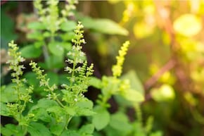 তুলসী গাছ শুকিয়ে যাওয়া খারাপই শুধু নয়, ভয়াবহ বিপদেরও ইঙ্গিত! ভুলেও এড়াবেন না...