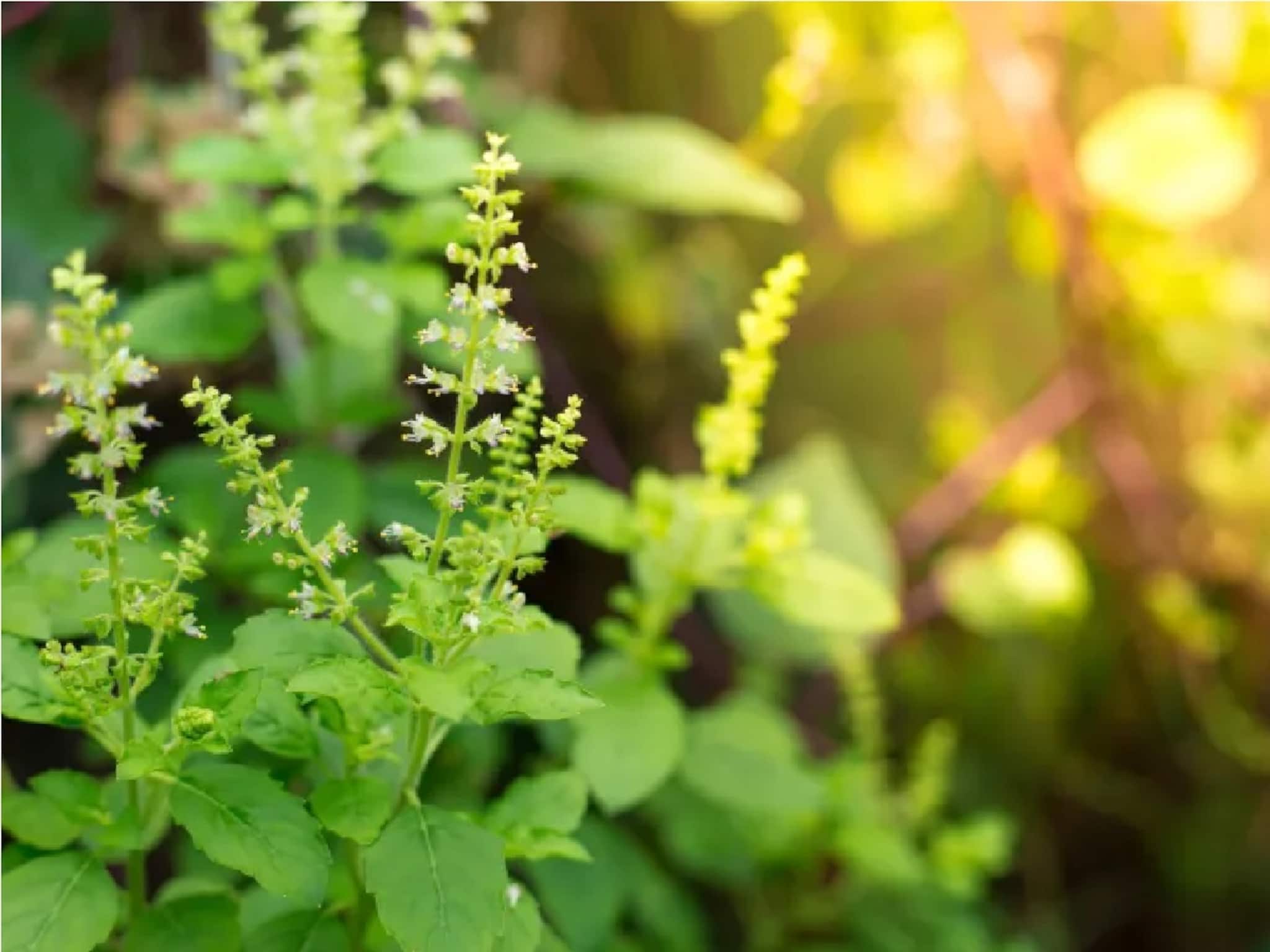 Tulsi Plant Vastu Tips: সংসারে টাকা আসবে কি...! বলে দেয় বাড়ির তুলসী গাছের ‘এই’ লক্ষণ! কী বলছেন জ্যোতিষী? জানুন