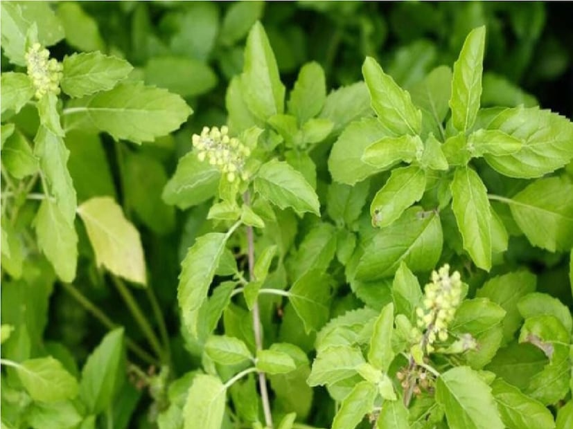 এটি কেবল বাড়ির ইতিবাচক শক্তি হ্রাস করে না বরং আর্থিক ও মানসিক সমস্যাও আনতে পারে। তাহলে, তুলসী শুকিয়ে গেলে এর অর্থ কী? এটি কি বাড়িতে রাখা সত্যিই অশুভ? এবং এটি শুকিয়ে গেলে কীভাবে এটি নিষ্পত্তি করা উচিত?  ভোপালের জ্যোতিষী এবং বাস্তু পরামর্শদাতা পণ্ডিত হিতেন্দ্র কুমার শর্মার থেকে বিশদে জেনে নিন৷