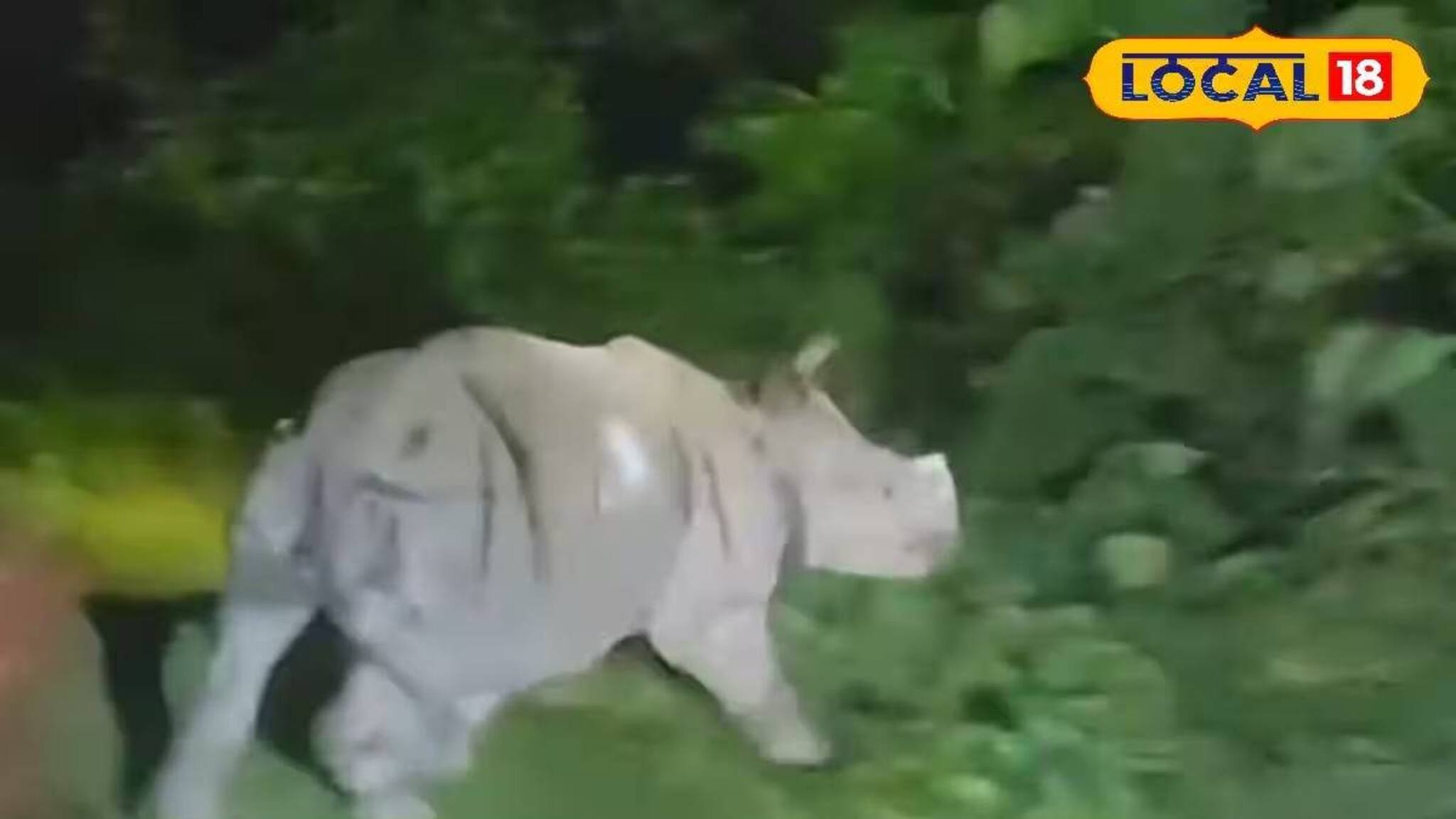 তোর্ষার জলে ভেসে যাওয়া ২ গণ্ডার উদ্ধার! এখন কেমন আছে ছবিতে দেখুন