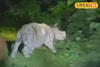 তোর্ষার জলে ভেসে যাওয়া ২ গণ্ডার উদ্ধার! এখন কেমন আছে ছবিতে দেখুন