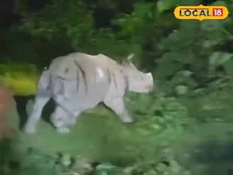 তোর্ষার জলে ভেসে যাওয়া ২ গণ্ডার উদ্ধার! এখন কেমন আছে ছবিতে দেখুন