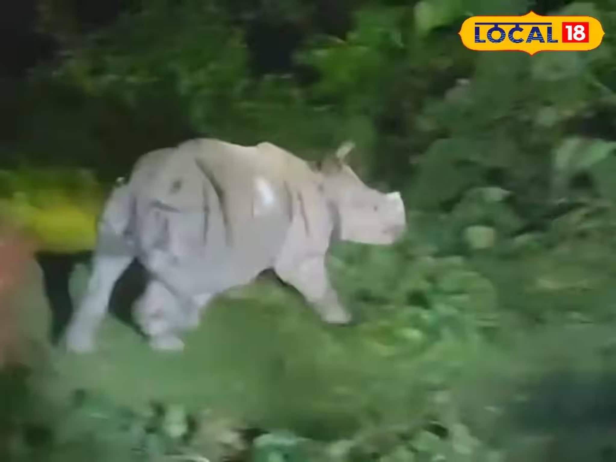 Rhino Rescue: উত্তরবঙ্গ থেকে খুশির খবর! তোর্ষার জলে ভেসে যাওয়া ২ গণ্ডার উদ্ধার, এখন কেমন আছে ছবিতে দেখুন