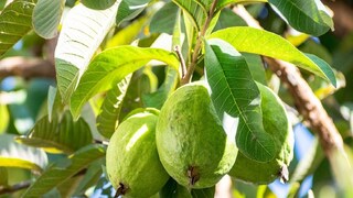 Guava Cultivation