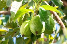 যন্ত্র না কি ভেষজনাশক? পেয়ারা বাগান থেকে কীভাবে আগাছা দূর করলে ফলন বাড়বে?