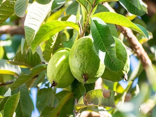 Guava Cultivation Guava Cultivation