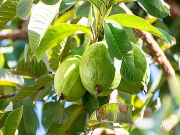Guava Cultivation Guava Cultivation