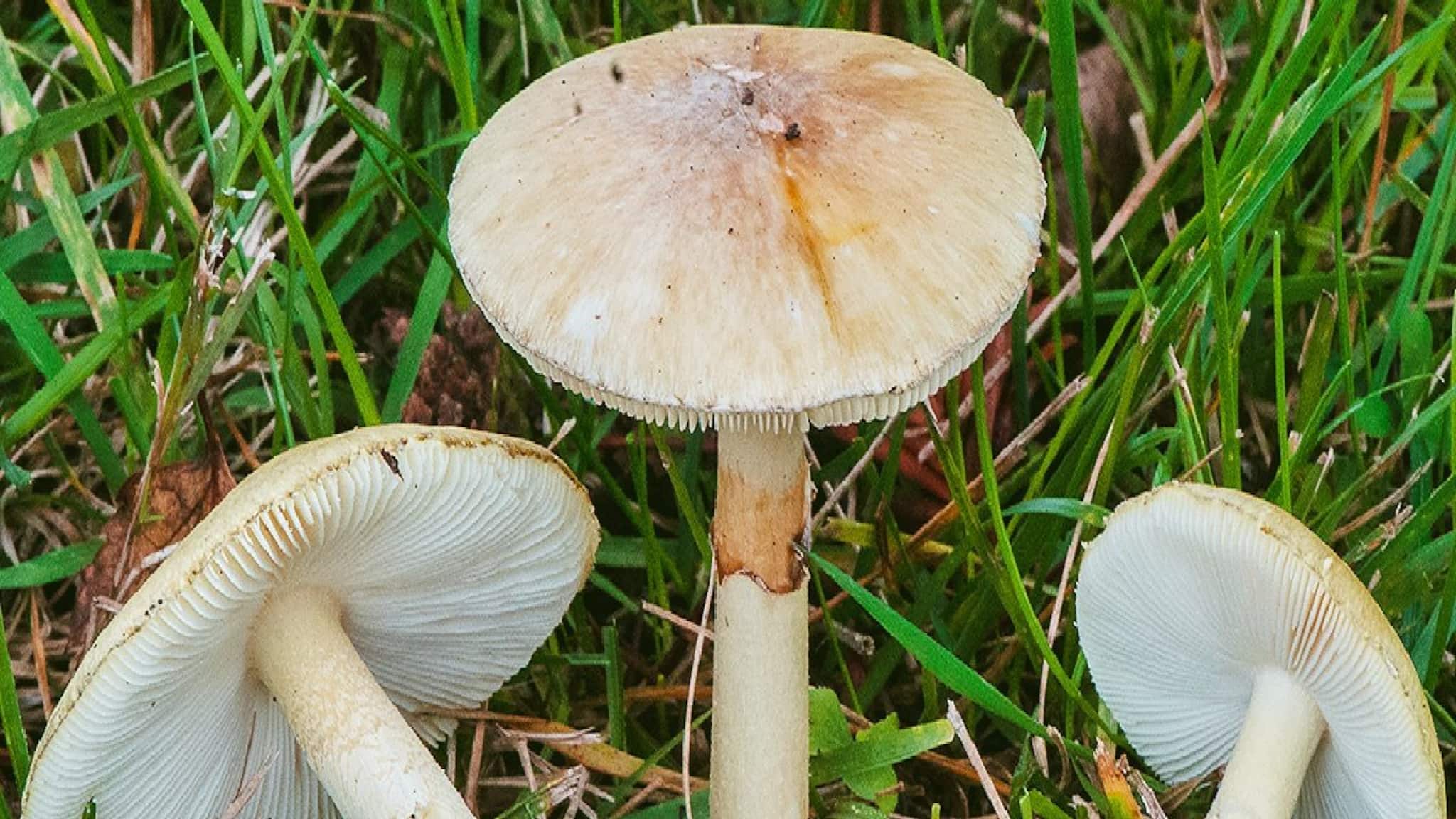 শুরু হয়েছিল মাত্র ৩-৪ হাজারে, মাশরুম চাষে আজ সাফল্যের শিখরে