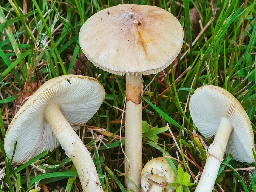 জেলা উদ্যানপালন কর্মকর্তা ড. পুনিত কুমার পাঠক ব্যাখ্যা করেছেন যে মাশরুম চাষের জন্য ঐতিহ্যবাহী চাষের তুলনায় খুব কম জায়গা এবং কম খরচ প্রয়োজন, তবে লাভ অনেক গুণ বেশি। এটি একটি দুর্দান্ত বিকল্প, বিশেষ করে যাঁদের চাষের জন্য খুব বেশি জমি নেই তাঁদের জন্য। সমন্বিত উদ্যানপালন উন্নয়ন মিশনের অধীনে মাশরুম বাণিজ্যিক ইউনিট স্থাপনের জন্য সরকার আর্থিক সহায়তা প্রদান করছে।