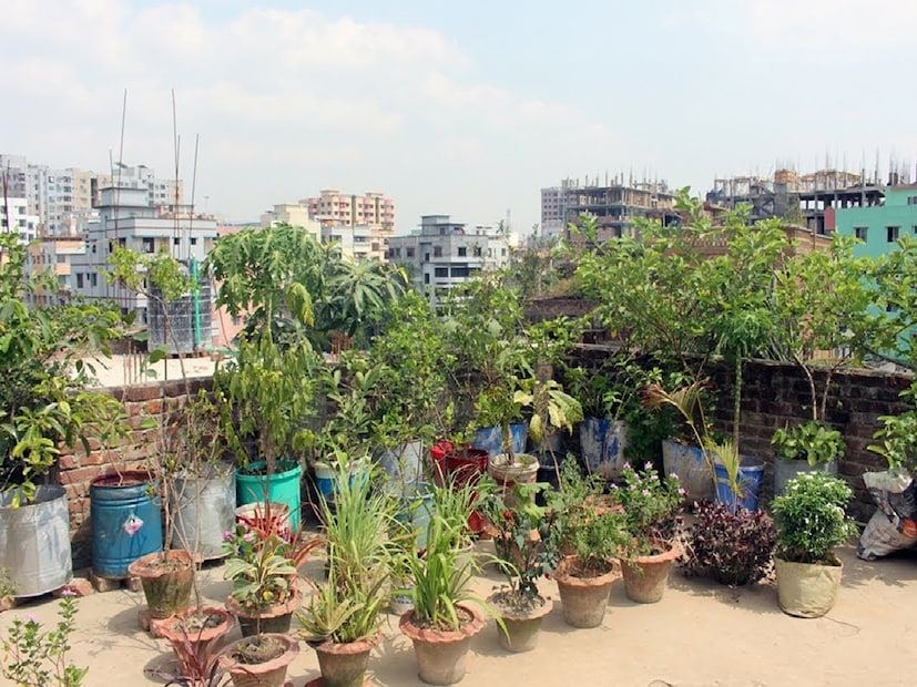 বাস্তু শাস্ত্র অনুসারে, বাড়ির ছাদ পরিষ্কার রাখা উচিত। সেখানে টবে গাছ লাগানো উচিত। এতে পরিবেশ বিশুদ্ধ হয় এবং ঘরে পজিটিভ শক্তি বৃদ্ধি পায়।
