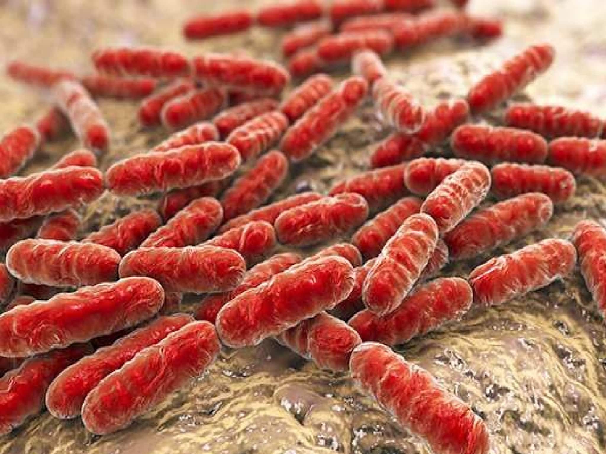 Gut Health: শুধুই গ্যাস-অ্যাসিডিটি নয়,এই লক্ষণগুলোও জানান দেয় শরীরে খারাপ ব্যাকটেরিয়া কিলবিল করছে