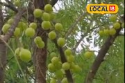 খেলে ভাল হবে স্বাস্থ‍্য, বেচলে কাঁড়ি কাঁড়ি টাকা! খুব সহজেই হবে চাষ করা যাবে এই ফল
