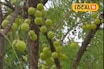খেলে ভাল হবে স্বাস্থ‍্য, বেচলে কাঁড়ি কাঁড়ি টাকা! খুব সহজেই হবে চাষ করা যাবে এই ফল