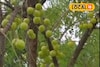 খেলে ভাল হবে স্বাস্থ‍্য, বেচলে কাঁড়ি কাঁড়ি টাকা! খুব সহজেই হবে চাষ করা যাবে এই ফল
