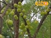 খেলে ভাল হবে স্বাস্থ‍্য, বেচলে কাঁড়ি কাঁড়ি টাকা! খুব সহজেই হবে চাষ করা যাবে এই ফল