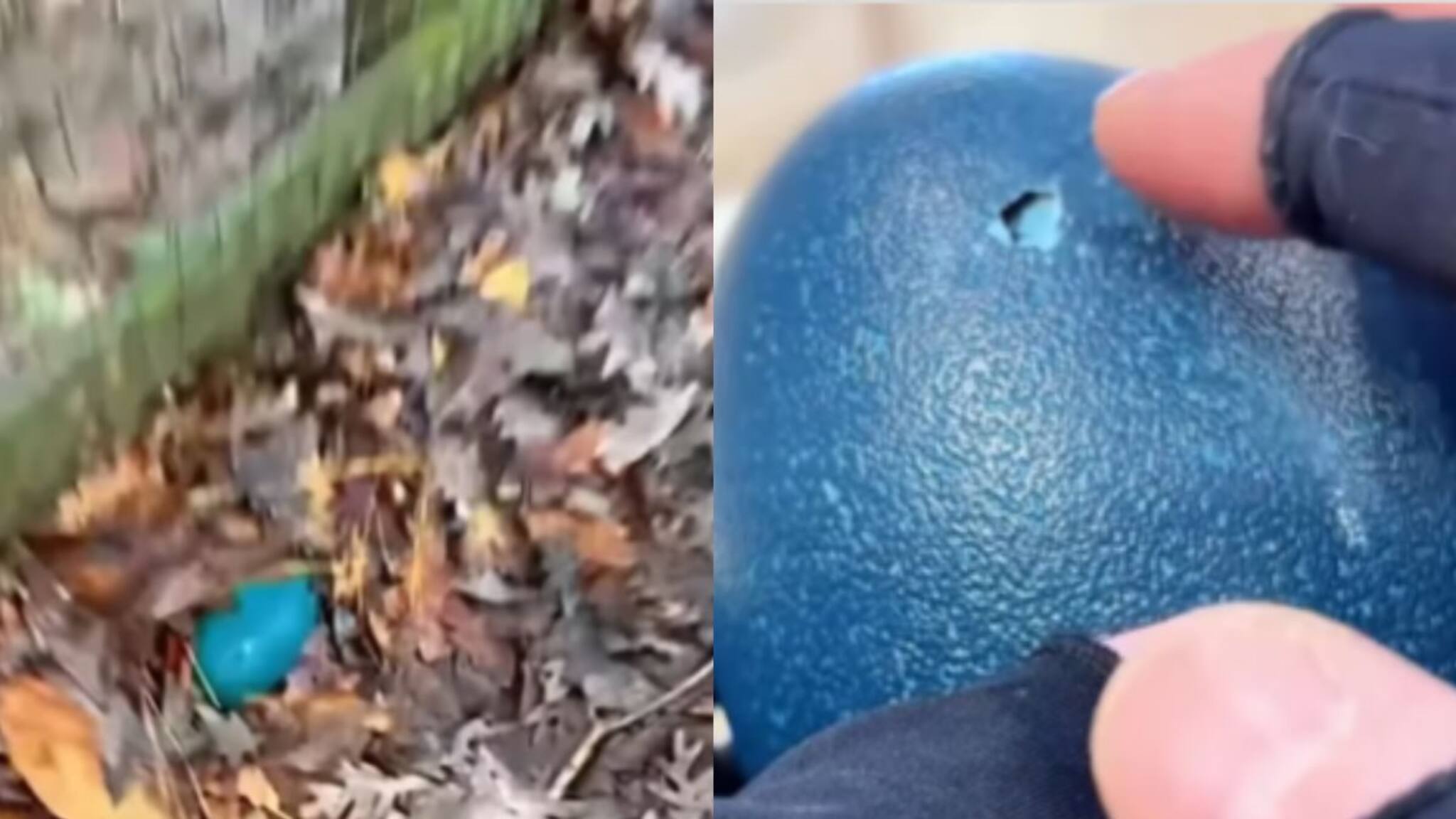 Viral: ঝোপের মধ‍্যে এত বড় ওটা কী? নীল রঙের ডিম! বাড়ি নিয়ে আসার ৫০ দিন ডিম ফুটে থেকে কী বেরিয়ে এল জানেন? দেখে সবার চোখ ছানাবড়া