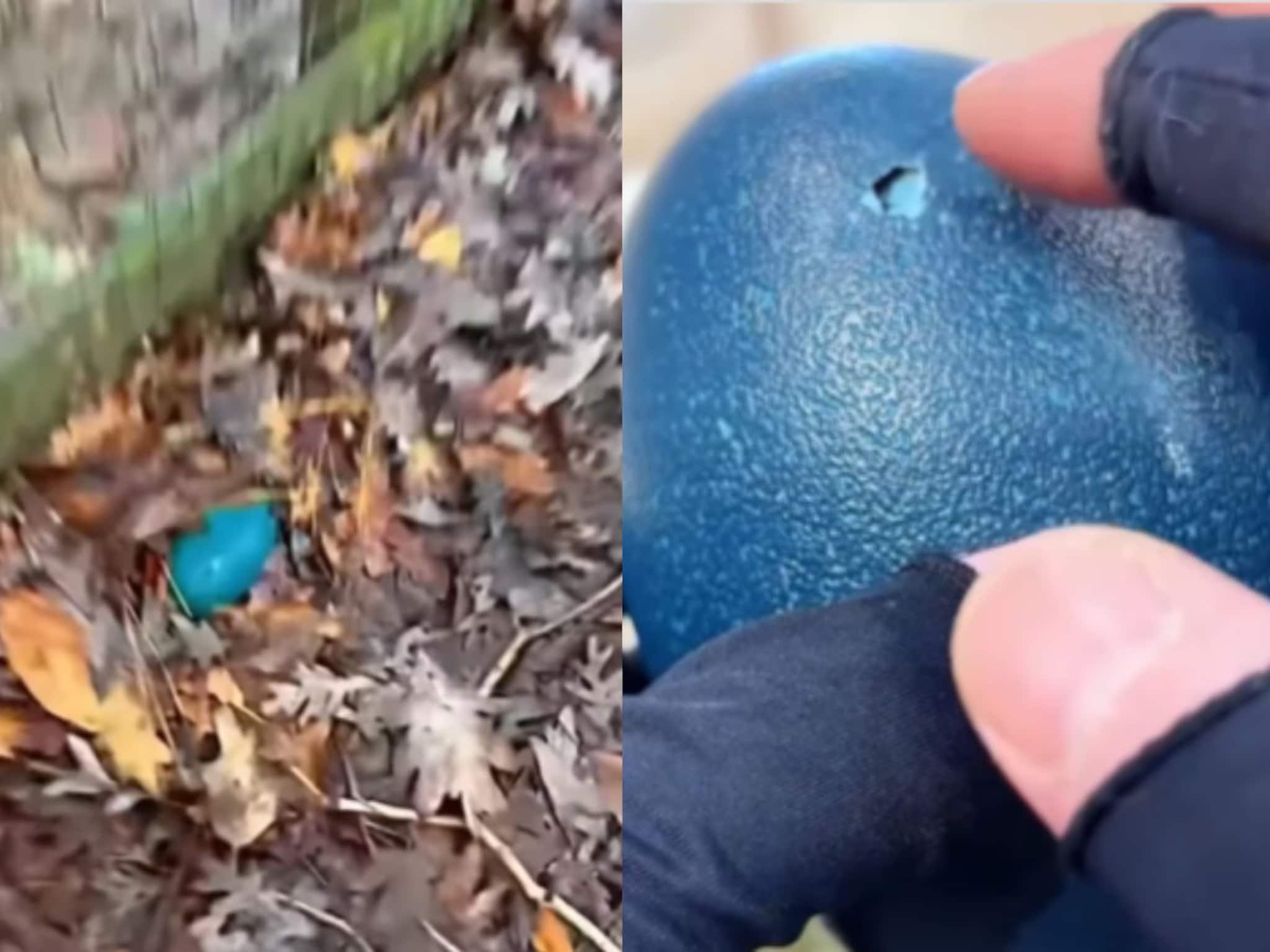 Viral: ঝোপের মধ‍্যে এত বড় ওটা কী? নীল রঙের ডিম! বাড়ি নিয়ে আসার ৫০ দিন ডিম ফুটে থেকে কী বেরিয়ে এল জানেন? দেখে সবার চোখ ছানাবড়া