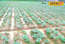 সবজি চাষে ক্ষতির ভয় অতীত! ফসল বাঁচানোর টিপস দিলেন কৃষক সম্মান প্রাপ্ত কৃষি বিশেষজ্ঞ